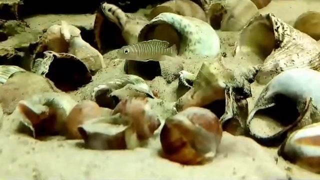 Лампрологус симилис. Гаремный или парный? смотреть онлайн