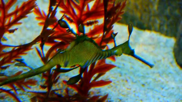 Шанхайский океанариум