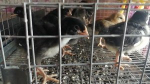 что я даю цыплята и перепелам что бы не было расклева