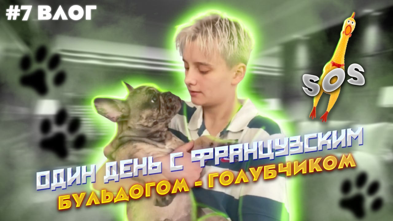 #7 ВЛОГ // ОДИН ДЕНЬ С ФРАНЦУЗСКИМ БУЛЬДОГОМ - ГОЛУБЧИКОМ смотреть онлайн