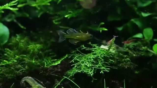 Псевдомугил гертруды (pseudomugil gertrudae) смотреть онлайн