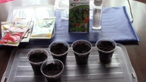 Посадка томата "Каменный цветок".  Лук на зелень - новый метод!