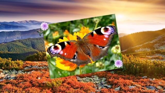 Цветы, природа и красивые бабочки. смотреть онлайн