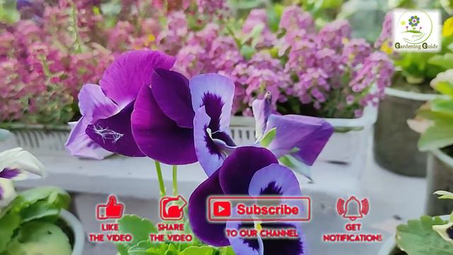 Pansy Flowering Plant | Grow Pansy In Small Pot|butterfly Plant| Gardening Guide | Terrace Gardenin