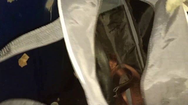 НАШЁЛ ПЛАСТИНКИ, ЛАМПУ ДЛЯ МАНИКЮРА, ЖЕСТКИЙ ДИСК! Находки на мусорке! День 70-71. смотреть онлайн