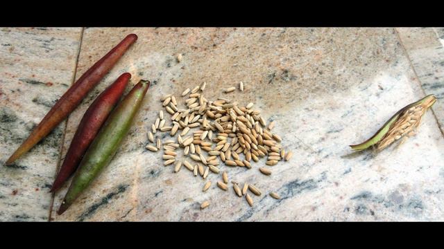 Buy Best quality adenium seeds in India смотреть онлайн