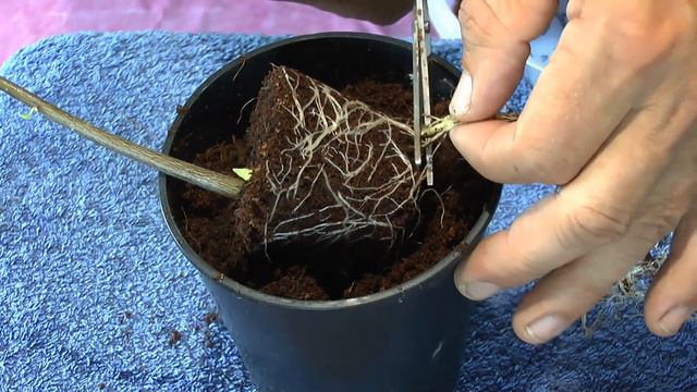 Bonsai. Die Sämlinge und wie geht es weiter mit den Exoten und anderen Pflanzen Teil 62 смотреть онлайн