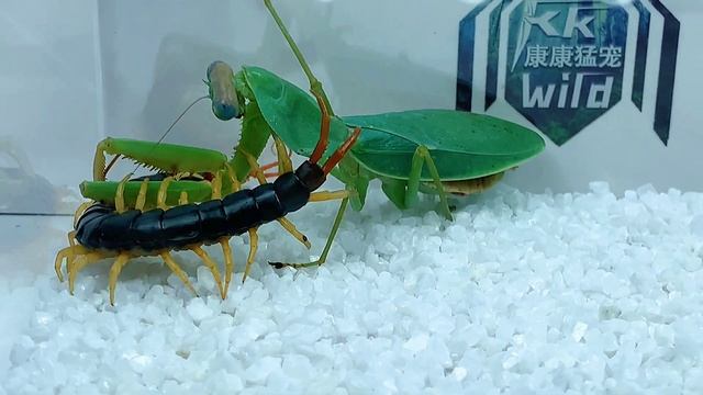 Mantis vs centipede,The battle of life and death between centipede and mantis 圆盾螳螂vs少棘蜈蚣 смотреть онлайн