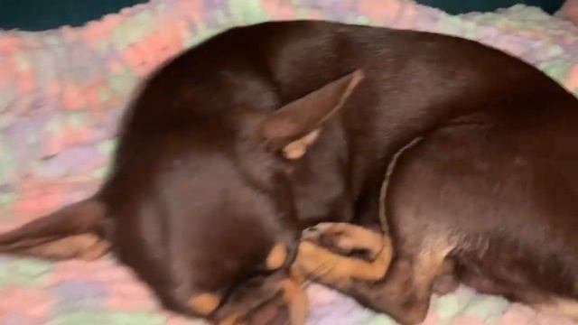 Всем спокойной ночи и самых сладких снов. смотреть онлайн