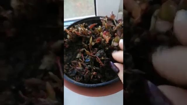 Бегония вечноцветущая. Многолетняя, сохраняем уличную бегонию дома. смотреть онлайн