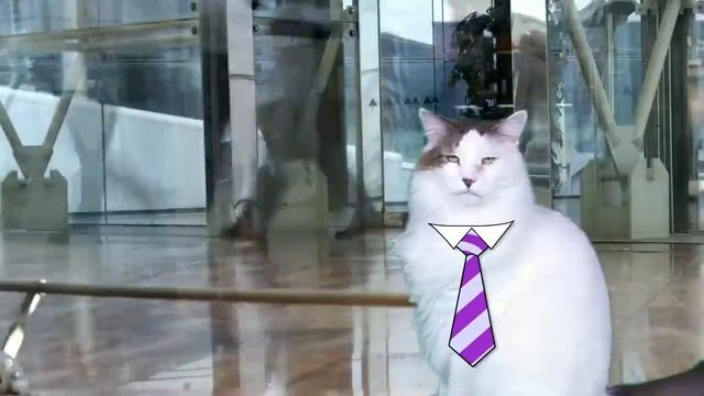HAPPY BIRTHDAY BERNARD! - EPIC CAT Happy Birthday Song смотреть онлайн