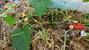 Огурцы в один стебель.  8 июля очередная укладка в спираль. Преимущества этого способа выращивания.