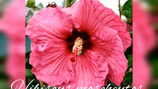 Hibiscus Moscheutos/Гибискус травянистый