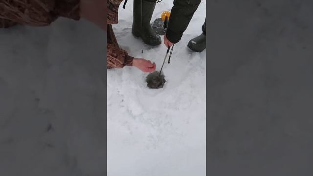 Рыбалка в Видной Усадьбе!????? смотреть онлайн