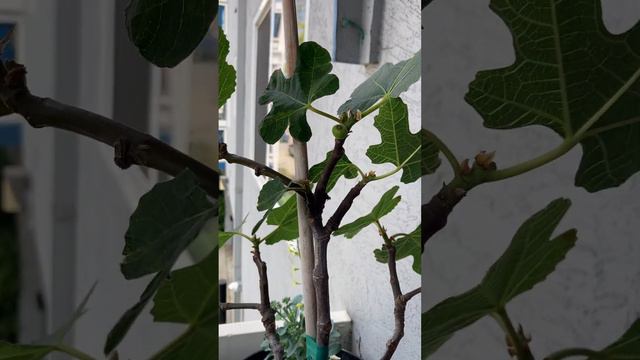 Fig/gardening/container/vegetables/fruit trees смотреть онлайн