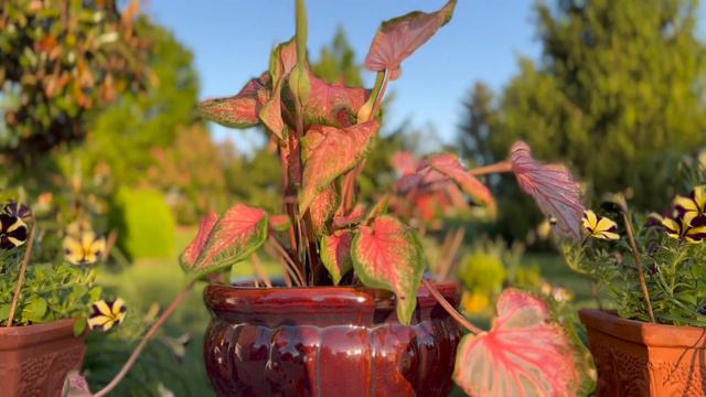 Summer Plant Installation 2022 Part 1 | Antique & Garden Showcase смотреть онлайн