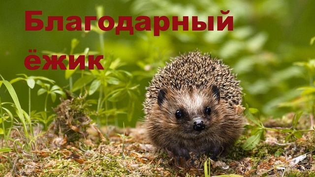 Детский христианский стих "Благодарный ежик" смотреть онлайн