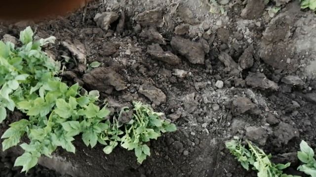 Первое окучивание картошки. смотреть онлайн