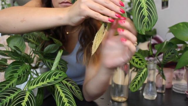 How To Make A Prayer Plant Houseplant More Full! | Maranta Plant Propagation!