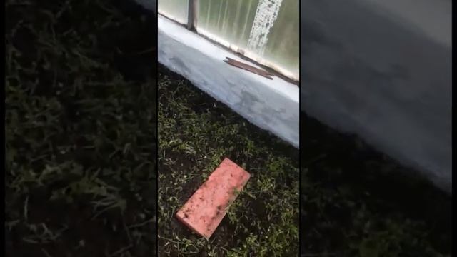 Белая горчица как сидерат смотреть онлайн