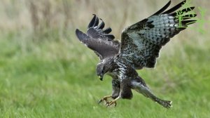 Голоса птиц Как поёт Чёрный коршун (Milvus migrans).mp4