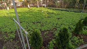 Скорость роста туи «смарагд» за один год на моем огороде.