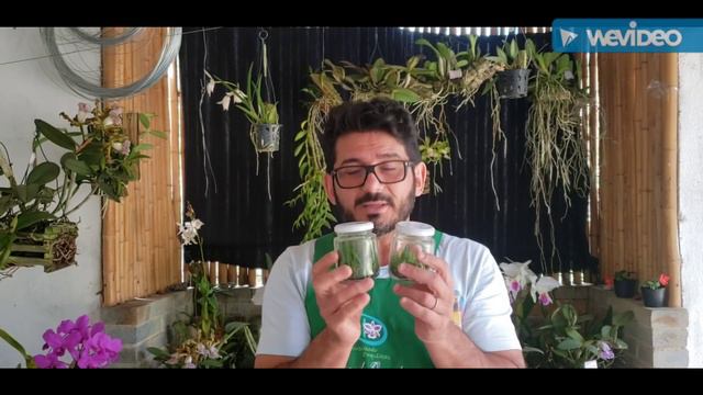 Venda De Cattleya Schilleriana E Dicas De Cultivo De Orquídeas