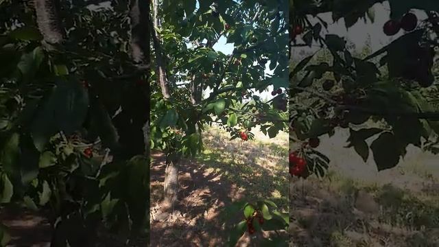 Черешня сорт сказка сад Павлюка смотреть онлайн