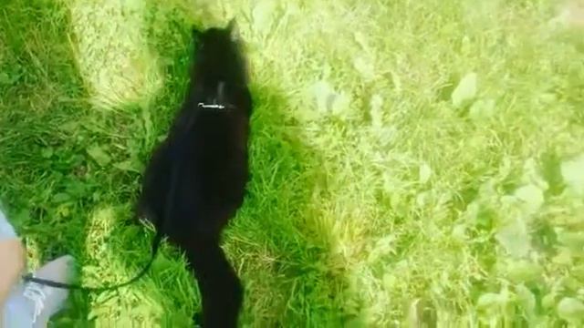 мейн-кун на прогулке смотреть онлайн