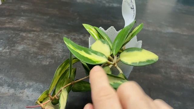 Хойя акута вариегата( Hoya Acuta variegata) нарядная малышка смотреть онлайн