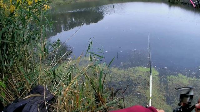 Ловля карася в заболоченном озере в глуши. Пойман малек неизвестной рыбы смотреть онлайн