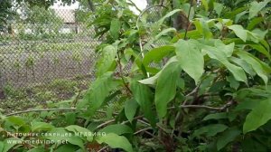 Размножаю актинидию мужское растение