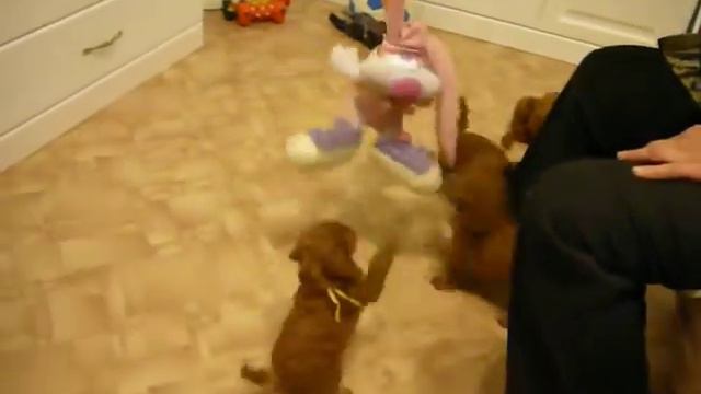 Щенки Зари и Пиноккио, малышам 40 дней