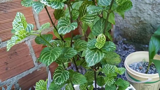 Veja tudo sobre a planta Fitônia (planta mosaico)👍 смотреть онлайн