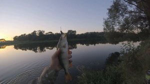 Окунь на отводной поводок