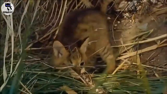 ✔  Камышовый кот: плюсы и минусы содержания дома