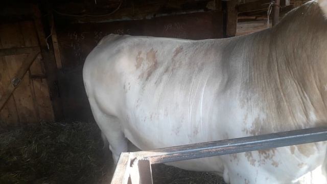 Симменталы. Откорм бычков ч2. Продолжение. смотреть онлайн