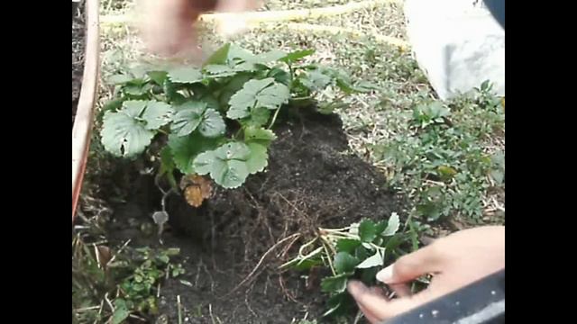 Growing Strawberries From Seeds Update: 8 Months old смотреть онлайн