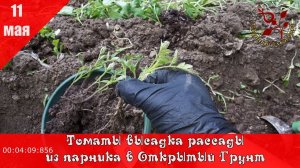 Выращивание ТОМАТОВ Открытого Грунта  Безрассадные Томаты. Мне понравилось в прошлом году, повторяю!