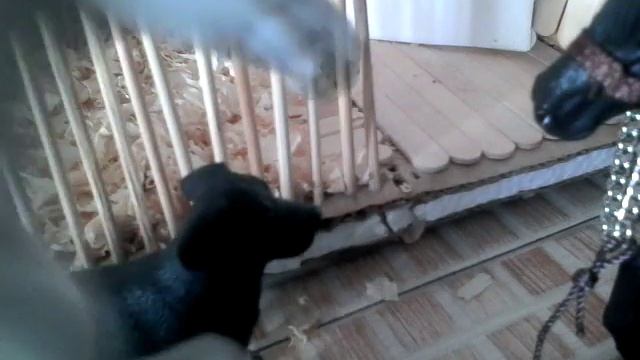 Жизнь конкурной лошади. смотреть онлайн