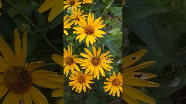 #Shorts. Рудбекия волосистая. //Rudbeckia is hairy.// смотреть онлайн