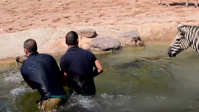 Baby zebra rescued from drowning moments after birth смотреть онлайн