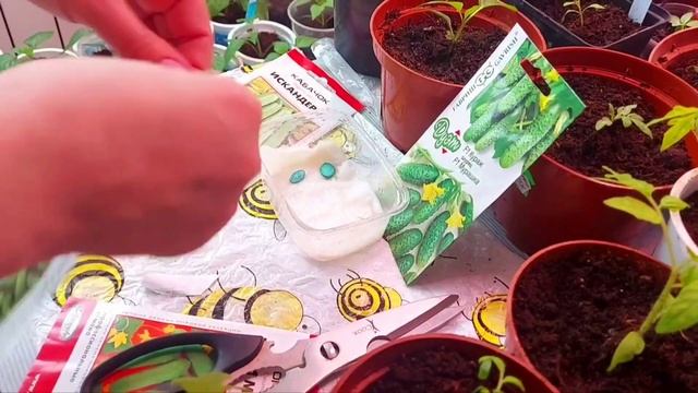 24марта 2023г Лен обл. Обзор рассады,огурцы и кабачок для раннего урожая#рассада#сезон23#моя дача# смотреть онлайн