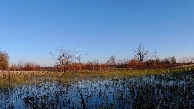 Охота на селезня с подсадной уткой 2017 смотреть онлайн