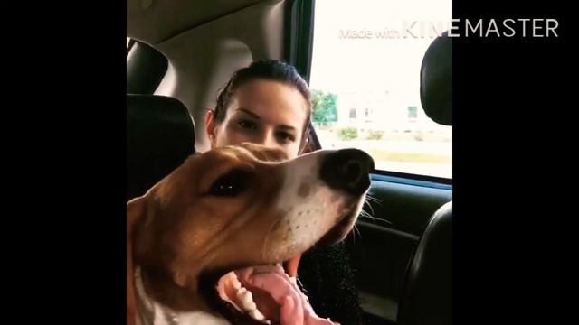 Собаки врать неумеют... смотреть онлайн