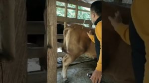 Как сделать правильно укол корове. How to make a correct injection to a cow.