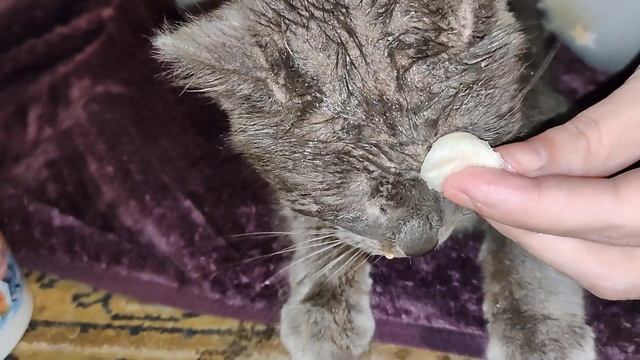 Спасаем от смерти (котика) День-2 смотреть онлайн
