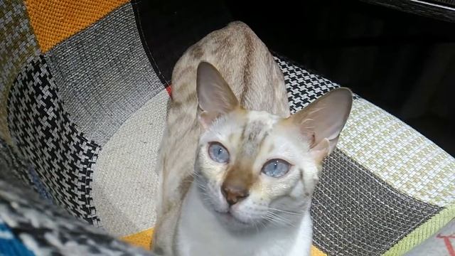 Красивые глаза Бенгала смотреть онлайн