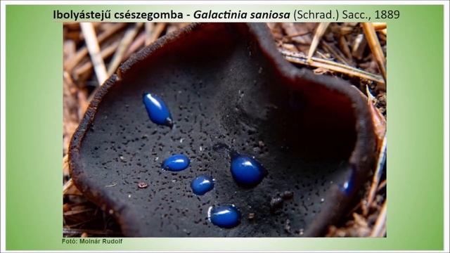 Gombák Zemplénből - nem csak zemplénieknek - egy közösségi projekt -Géczyné Nagy Mária, Molnár Edit смотреть онлайн