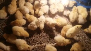 Суточные перепела какая нужна температура.  У нас нет Света, как перепелята.